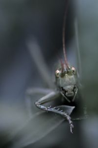 Close-up of frog on leaf