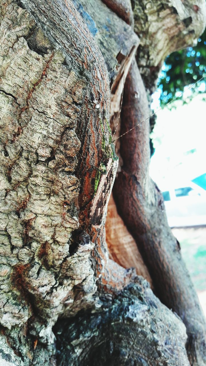 tree trunk, close-up, textured, tree, rough, bark, nature, selective focus, growth, moss, rocky, brown, branch, focus on foreground, tranquility, growing, scenics, beauty in nature, no people, green, non-urban scene