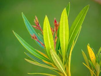 Close-up of fresh green plant