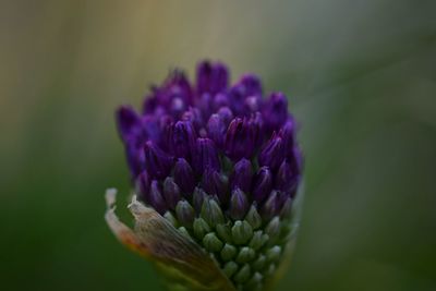 Close-up of purple thistle flower