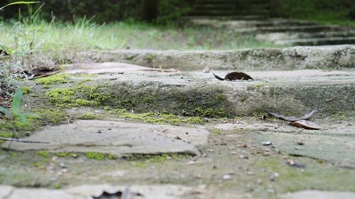 View of a bird on field
