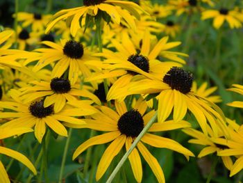 Yellow flowers blooming outdoors