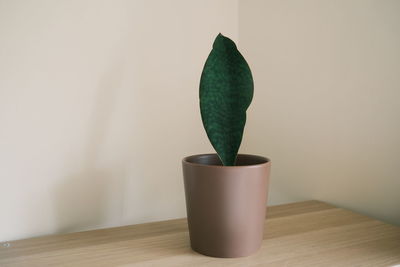 Close-up of potted plant on table at home