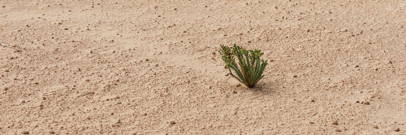 High angle view of small plant on sand