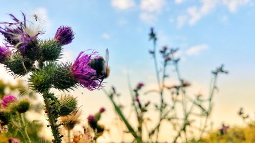 Close-up of purple flowering plants on field against sky