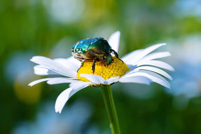 Close-up of honey bee pollinating on flower