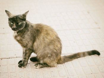 Portrait of cat sitting on street