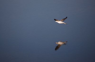 High angle view of bird flying over lake