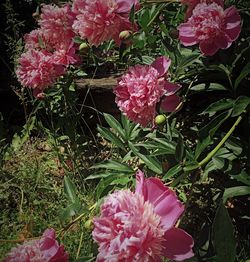 Close-up of pink flowers blooming outdoors