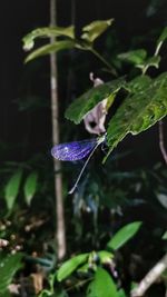 Close-up of butterfly on leaf