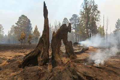 Panoramic shot of burnt trees in the forest against the sky