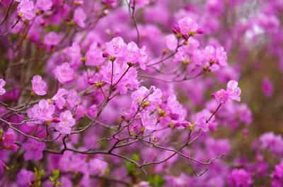 Close-up of pink cherry blossom