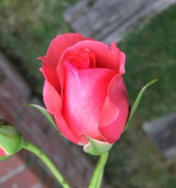 Close-up of pink flower blooming outdoors