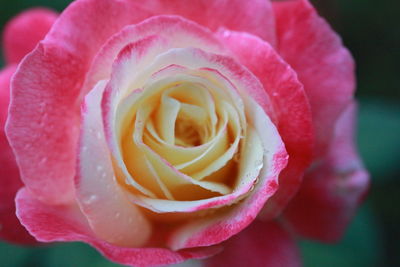 Close-up of pink rose