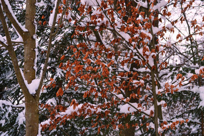 Close-up of flower tree during winter