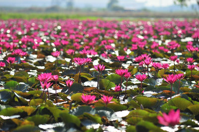 Close-up of pink water lily in lake