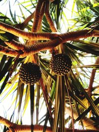 Low angle view of coconut palm tree