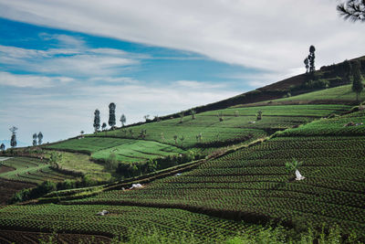 Scenic view of agricultural field against sky