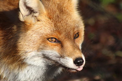 Close-up of a fox looking away