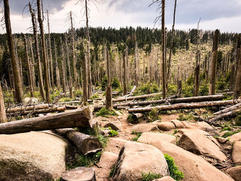 Plants and trees in forest against sky