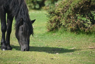 Horse grazing in a field