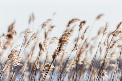 Close-up of dry reed against sky