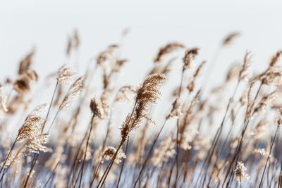 Close-up of stalks in field against sky