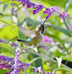 Close-up of bird perching on purple flower