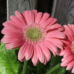 Close-up of pink flower blooming outdoors