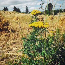 Plants growing on field