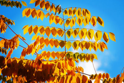 Low angle view of leaves hanging on tree against blue sky