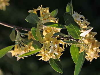 Close-up of flowering plant