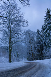 Road amidst bare trees during winter