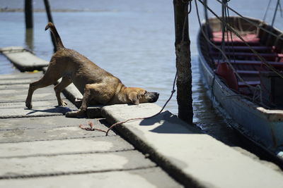 Dog relaxing on boat