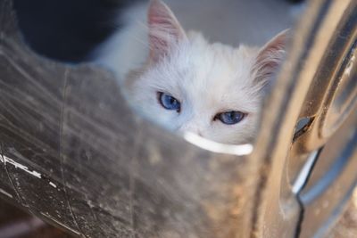 Portrait of cat in container