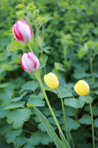 Close-up of yellow tulip