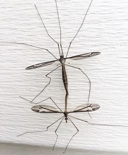 Close-up of insect on twig