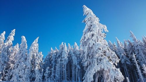 Low angle view of frozen trees against clear blue sky