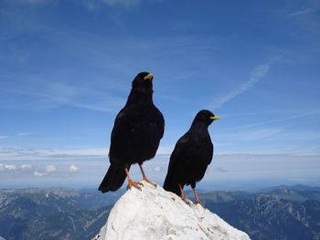 Bird perching on rock against sky