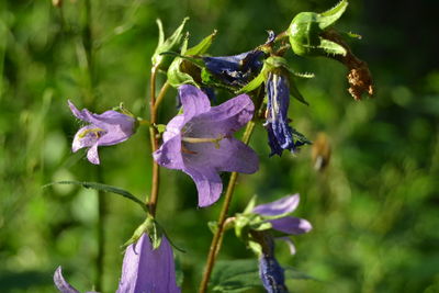 Close-up of purple flowering plant