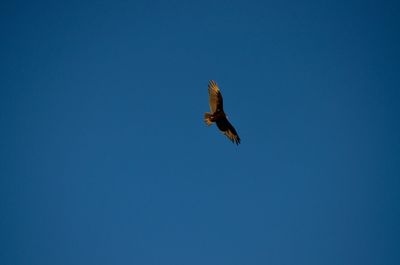 Low angle view of eagle flying against blue sky