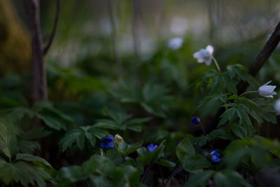 Close-up of purple flowering plant