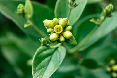 Close-up of fruit growing on plant