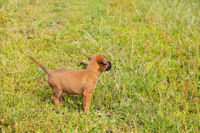 Dog looking away on field