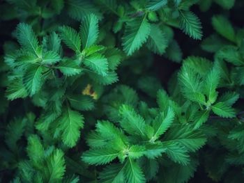 High angle view of fresh green leaves