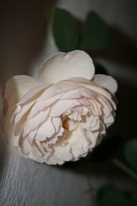 High angle view of white flower on table