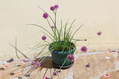 Close-up of potted plant against wall