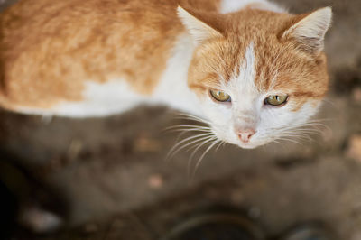 Close-up portrait of a cat