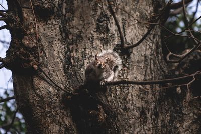 Squirrel on tree trunk