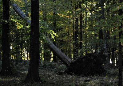 Trees in forest